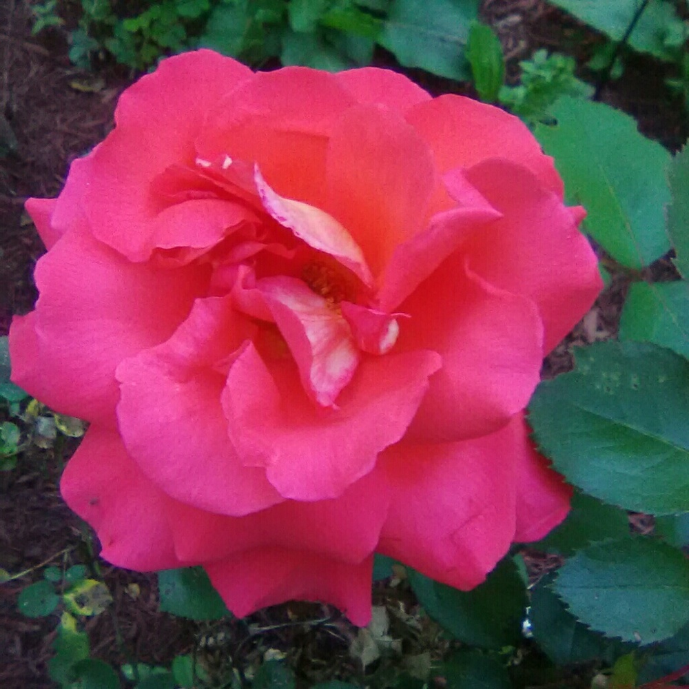 Meet your Posher, Rebecca